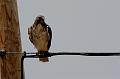 Red-tailed Hawk FtDavis Aug08 134